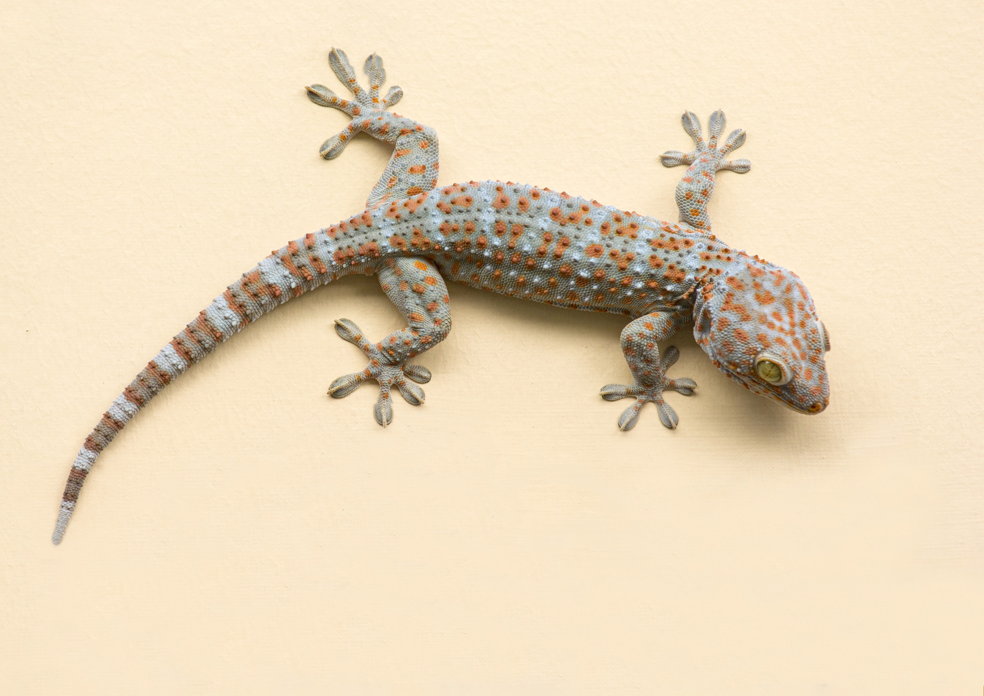 Gecko