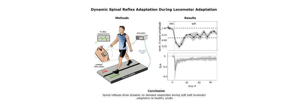 Spinal  reflexes show dynamic on demand adaptation during split belt locomotor adaptation in healthy adults