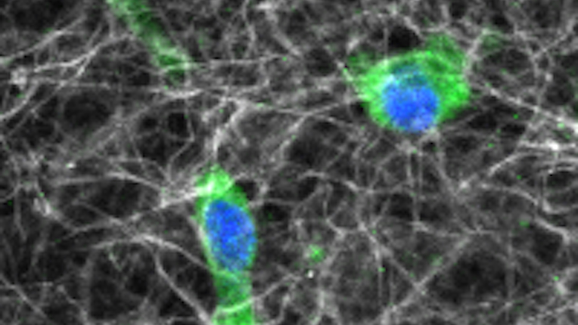 microscopic image of macrophages in a 3d collagen matrix