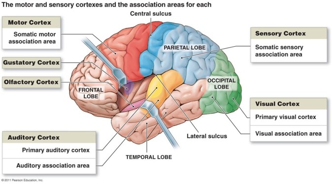 breakdown of the different areas of the human brain
