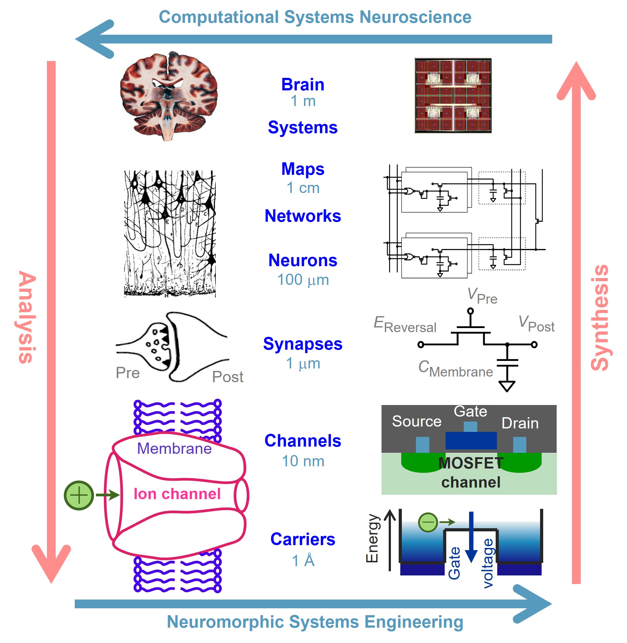 Neuromorphic Engineering based on Analysis and Synthesis Feedback Loop