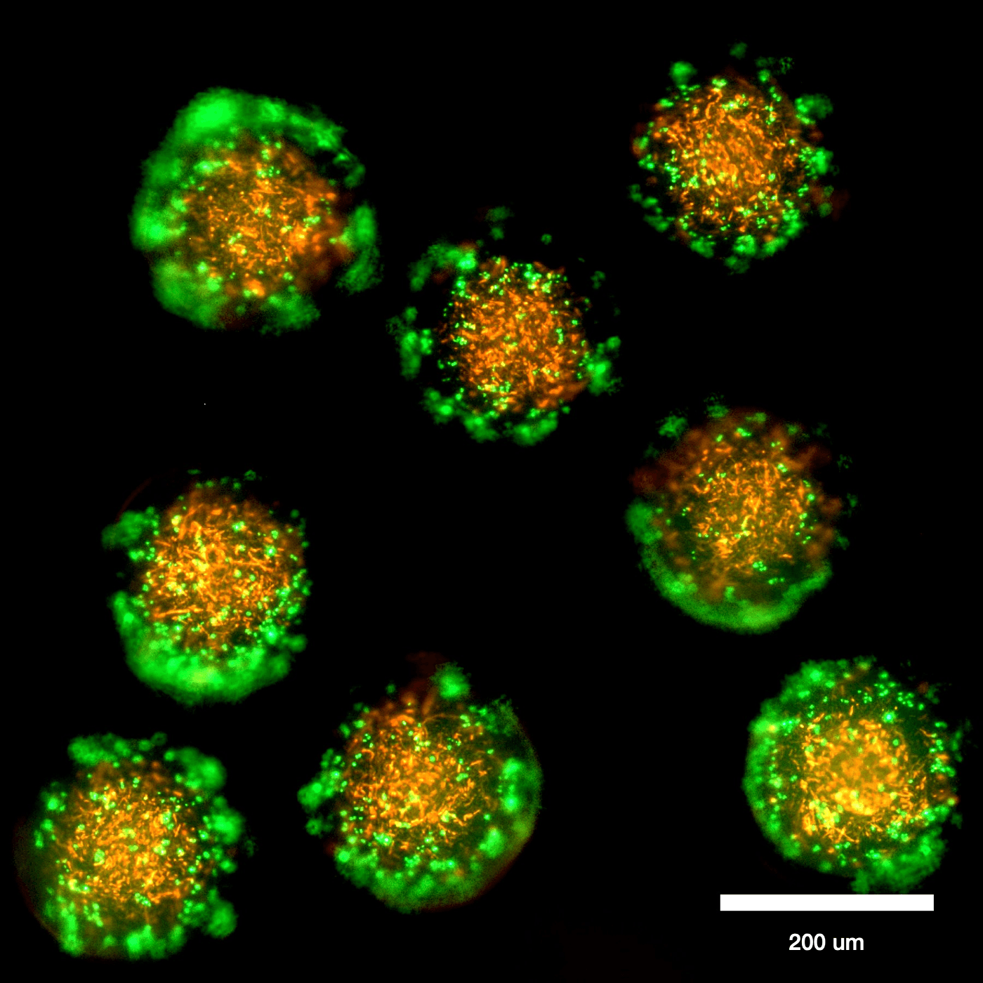 A cocktail of microorganisms as a proof of concept for the microbial-based technology provided by the nanocultures.