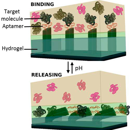 Binding and releasing tiny molecules