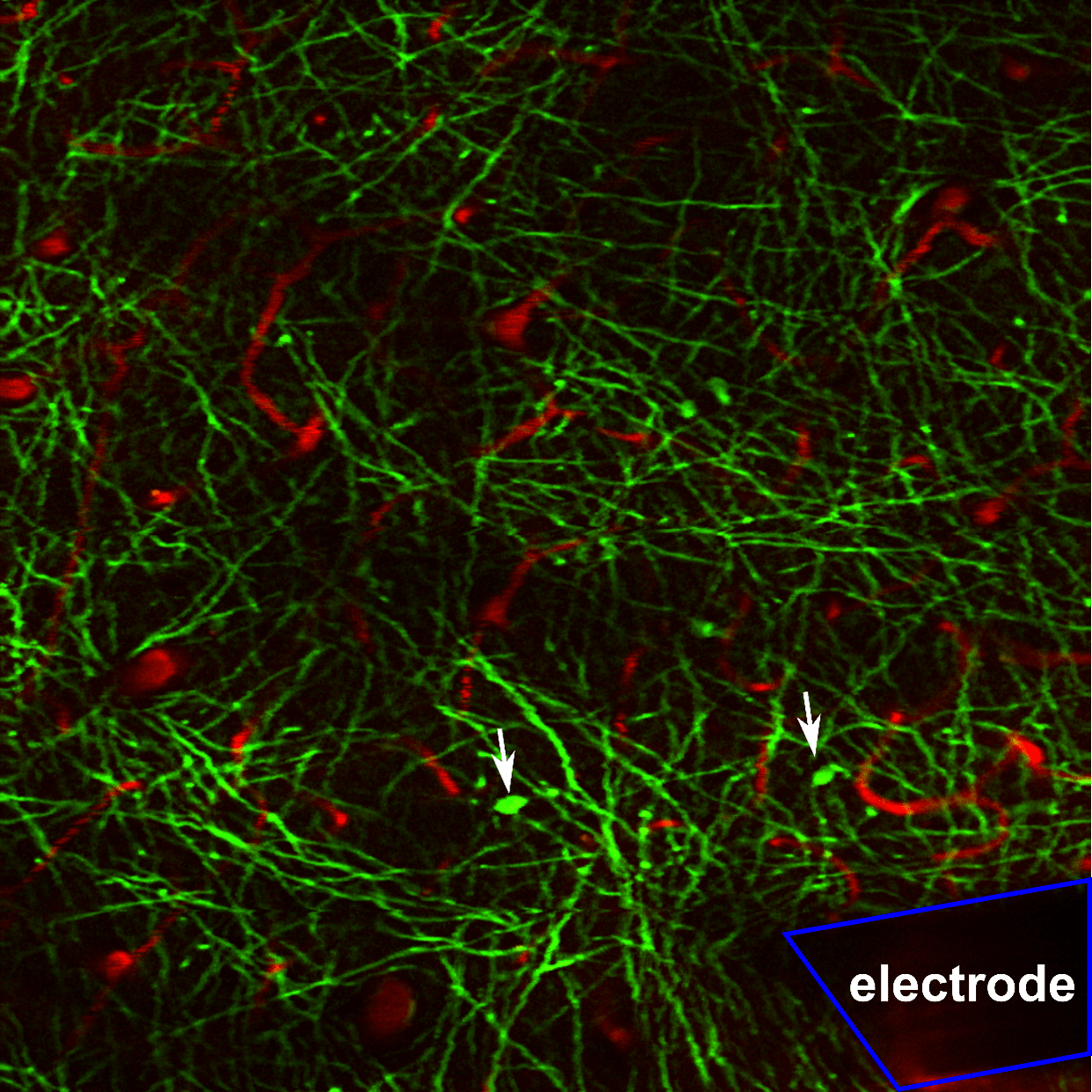 Image of oligodendrocyte and myelin (green) in the brain next to an implanted microelectrode. Oligodendrocyte somas are denoted by white arrows, blood vessels are shown in red, and the microelectrode shank is outlined in blue. Credit: Keying Chen.