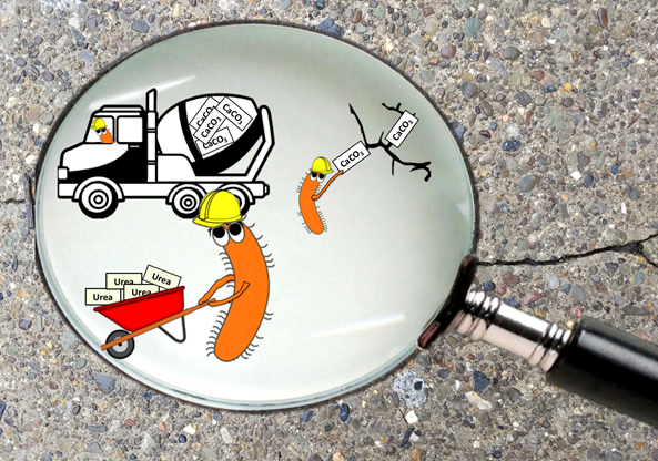 using microbes for sustainable construction materials: a feasibility study.