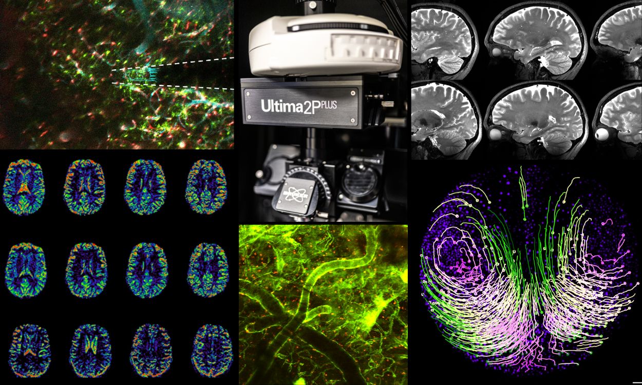Collage of various images featured in the story 'Picture Perfect'