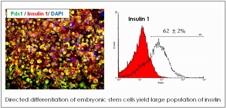 directed differentiation of embryonic stem cells yield large population of insulin