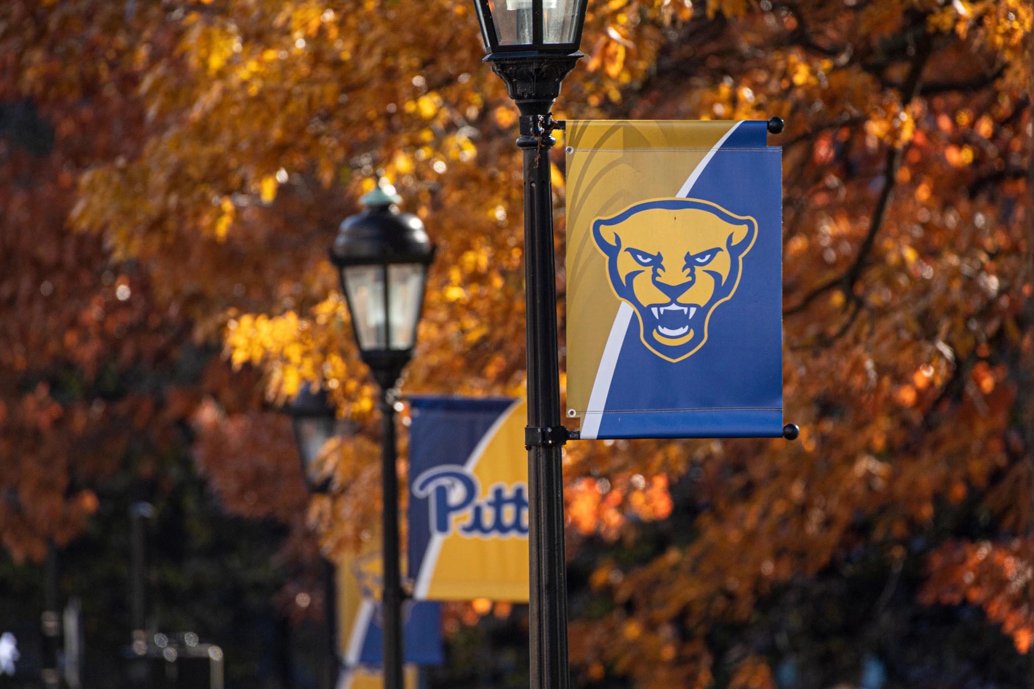 Pitt streetlight panther banners in the fall