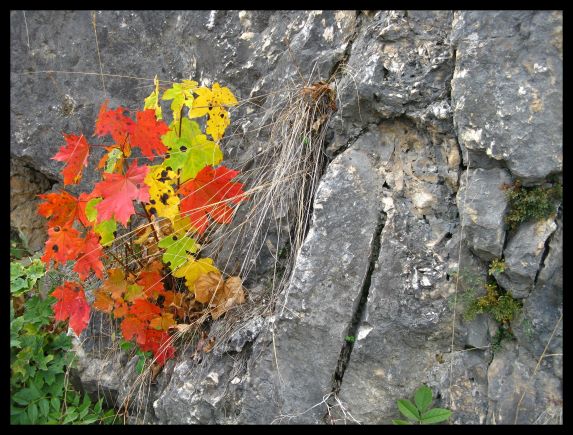 Autumn Leaves On Rocks