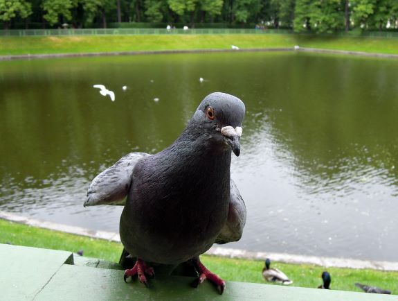  Closeup of a pigeon  