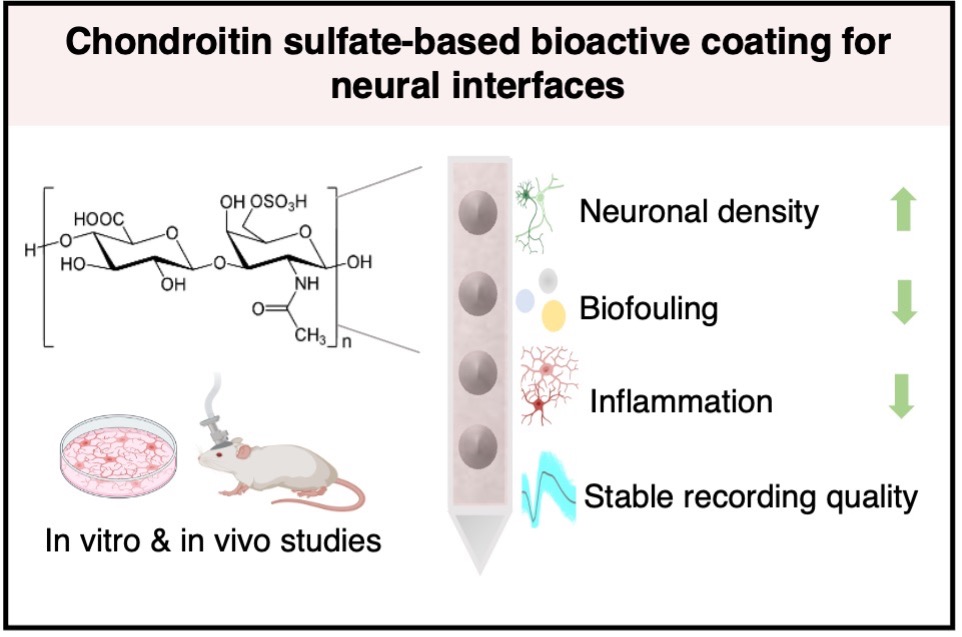  Illustration of a mouse in vitro and in vivo with chondroitin-sulfate as a novel bioactive coating for neural interfaces  