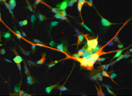 Control of stem cell growth and differentiation for functional neural tissue engineering