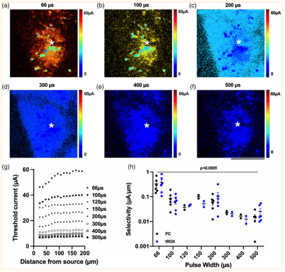 Effect of pulse width modulation on neuronal selectivity. Xiang et al., 2021.