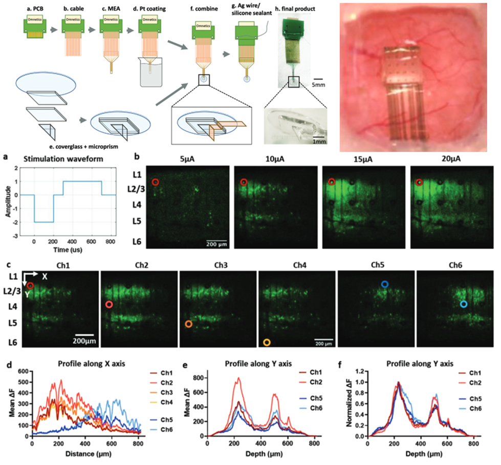 Integrated Microprism and Microelectrode Array for Simultaneous Electrophysiology and Two‐Photon Imaging Across all Cortical Layers. Yang et al., 2024