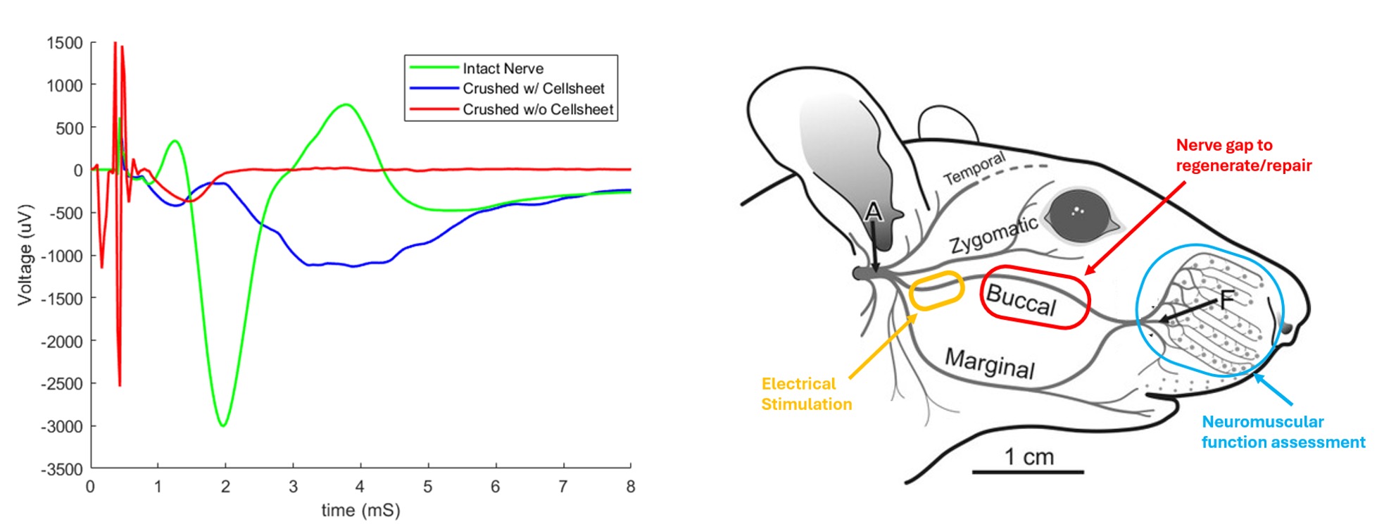 two illustrations showing nerve gap to regenerative/repair of the neuromuscular function assessment